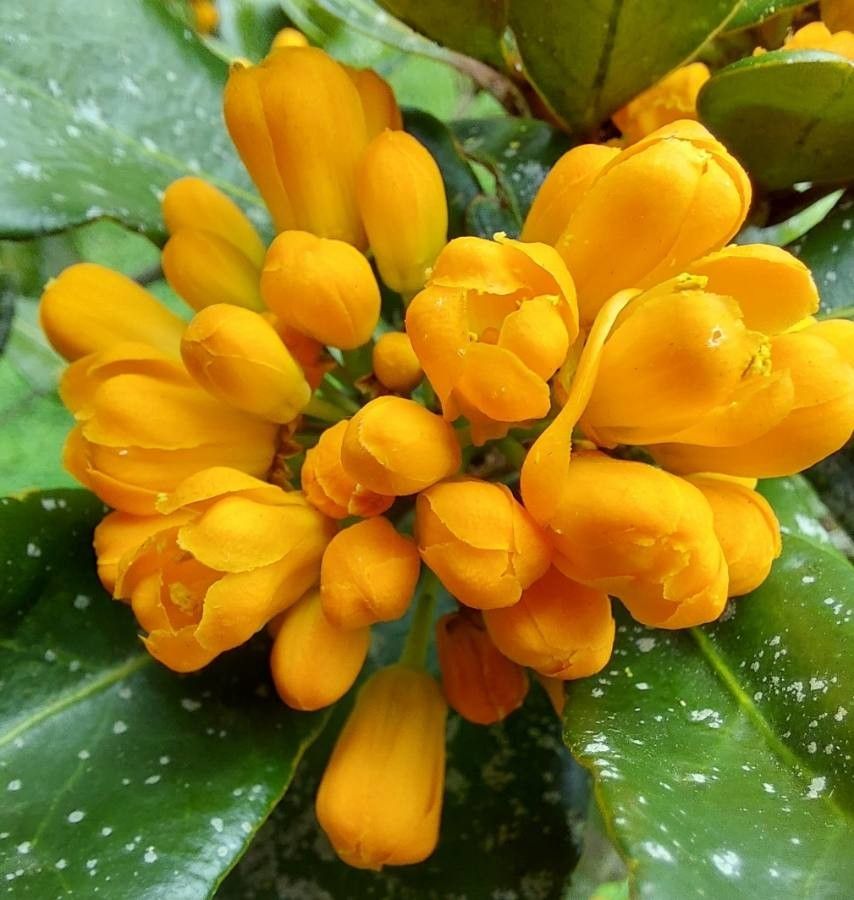 Pittosporum tanianum flower