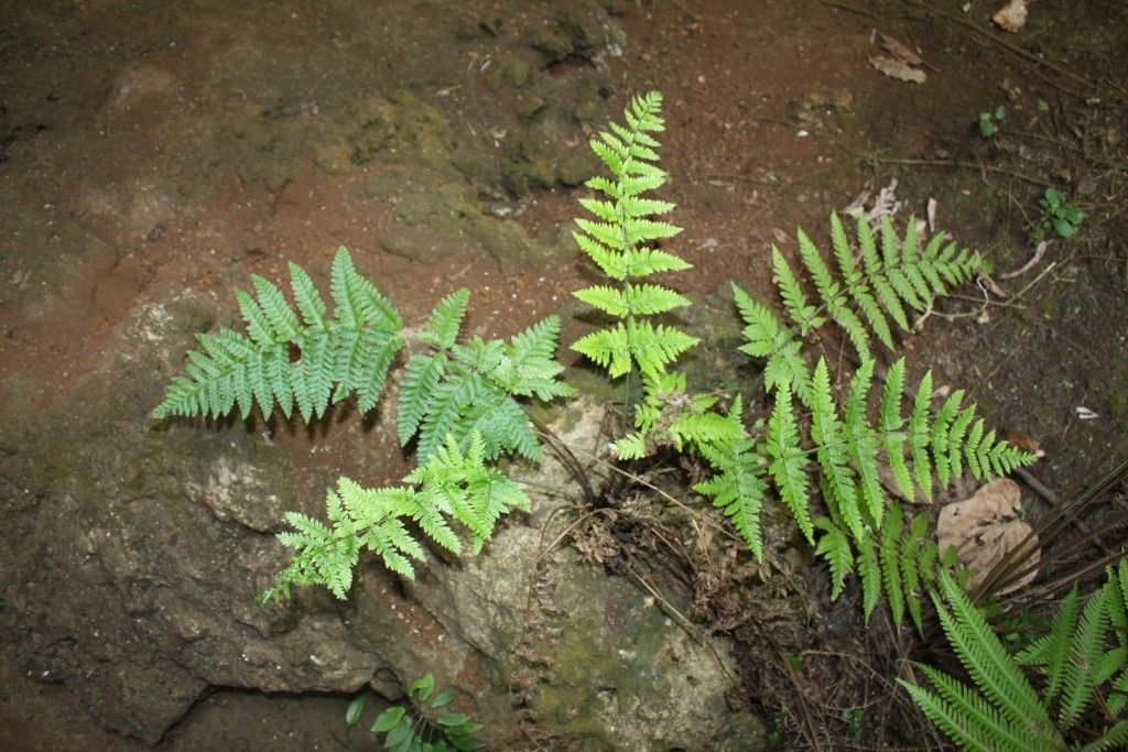 Tectaria kouniensis habit