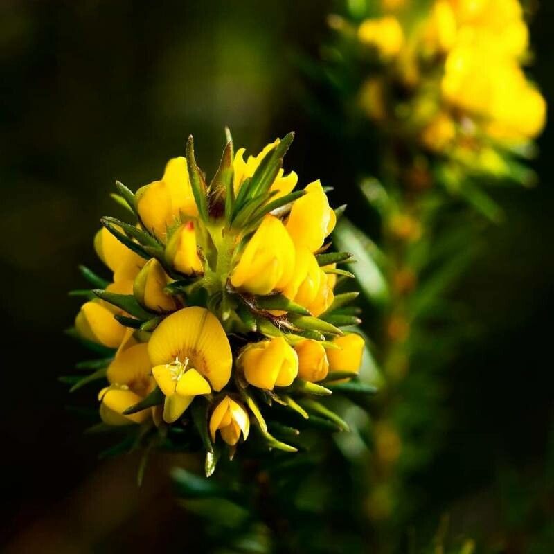 Phyllota phylicoides flower