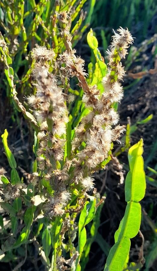 Baccharis trimera fruit