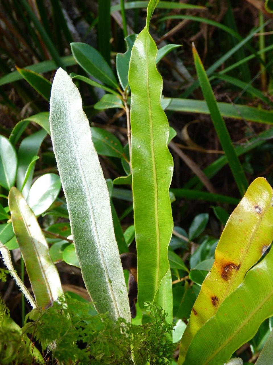 Elaphoglossum heterolepis — houseplant care guide