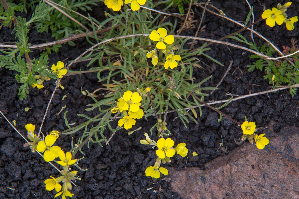 Erysimum bonannianum — search result for 'Erysimum'