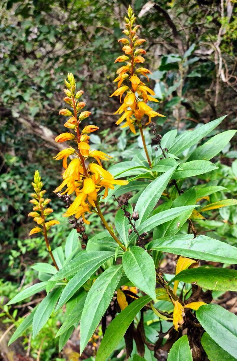 Isoplexis canariensis habit