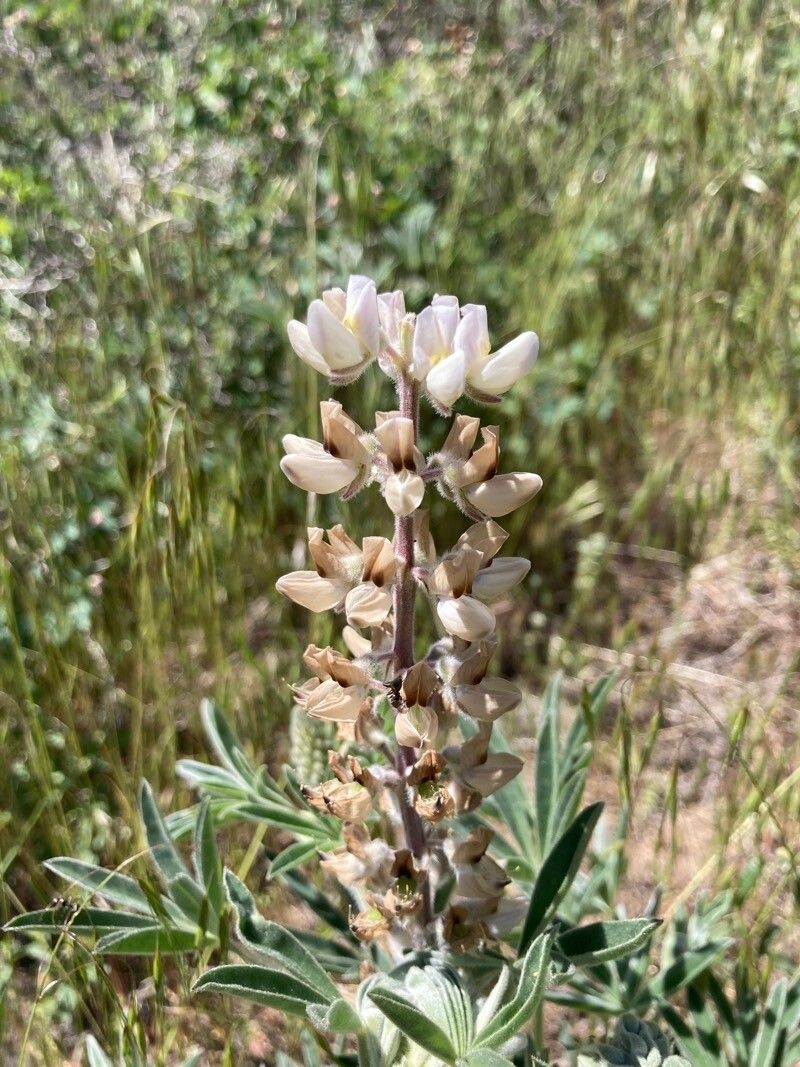 Lupinus leucophyllus — search result for 'Lupinus'