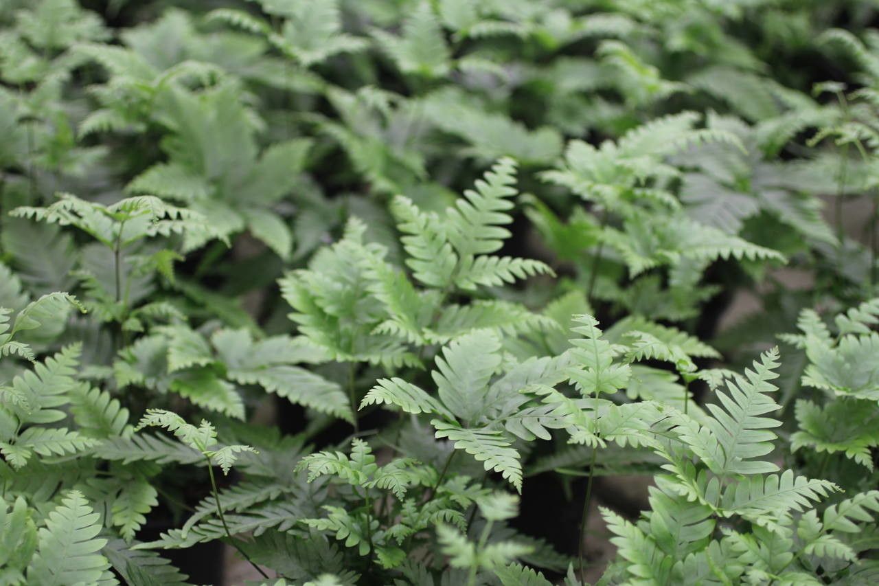 Pteris fauriei habit
