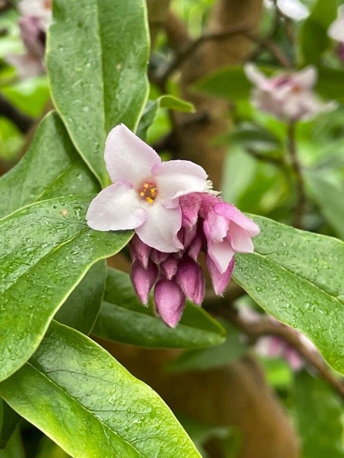Daphne odora flower