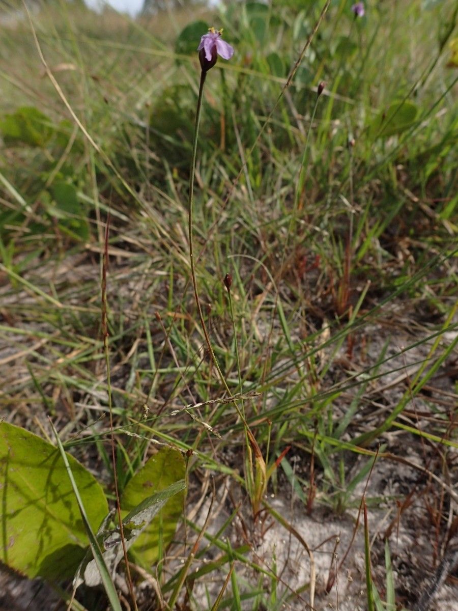 Xyris filiformis habit