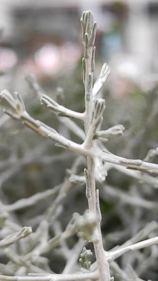 Calocephalus lacteus bark