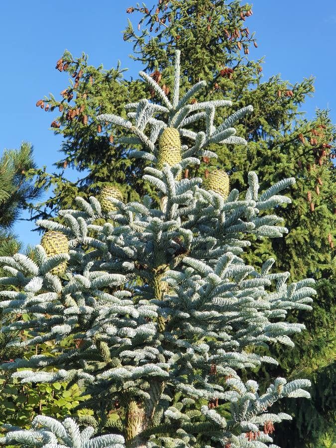 Abies lasiocarpa fruit