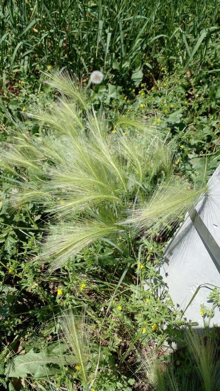 Hordeum jubatum leaf
