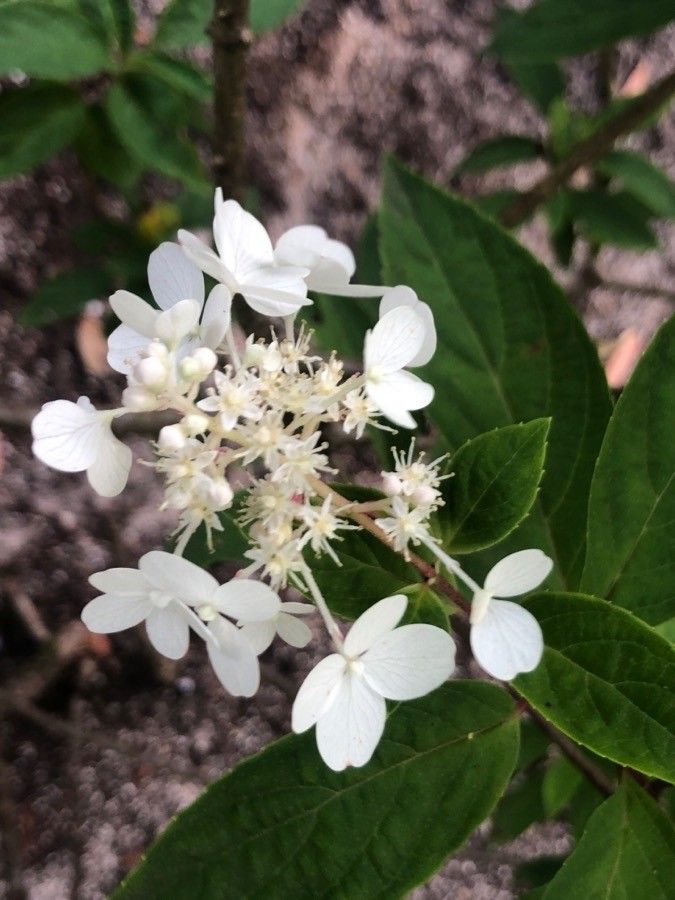 Hydrangea sikokiana flower