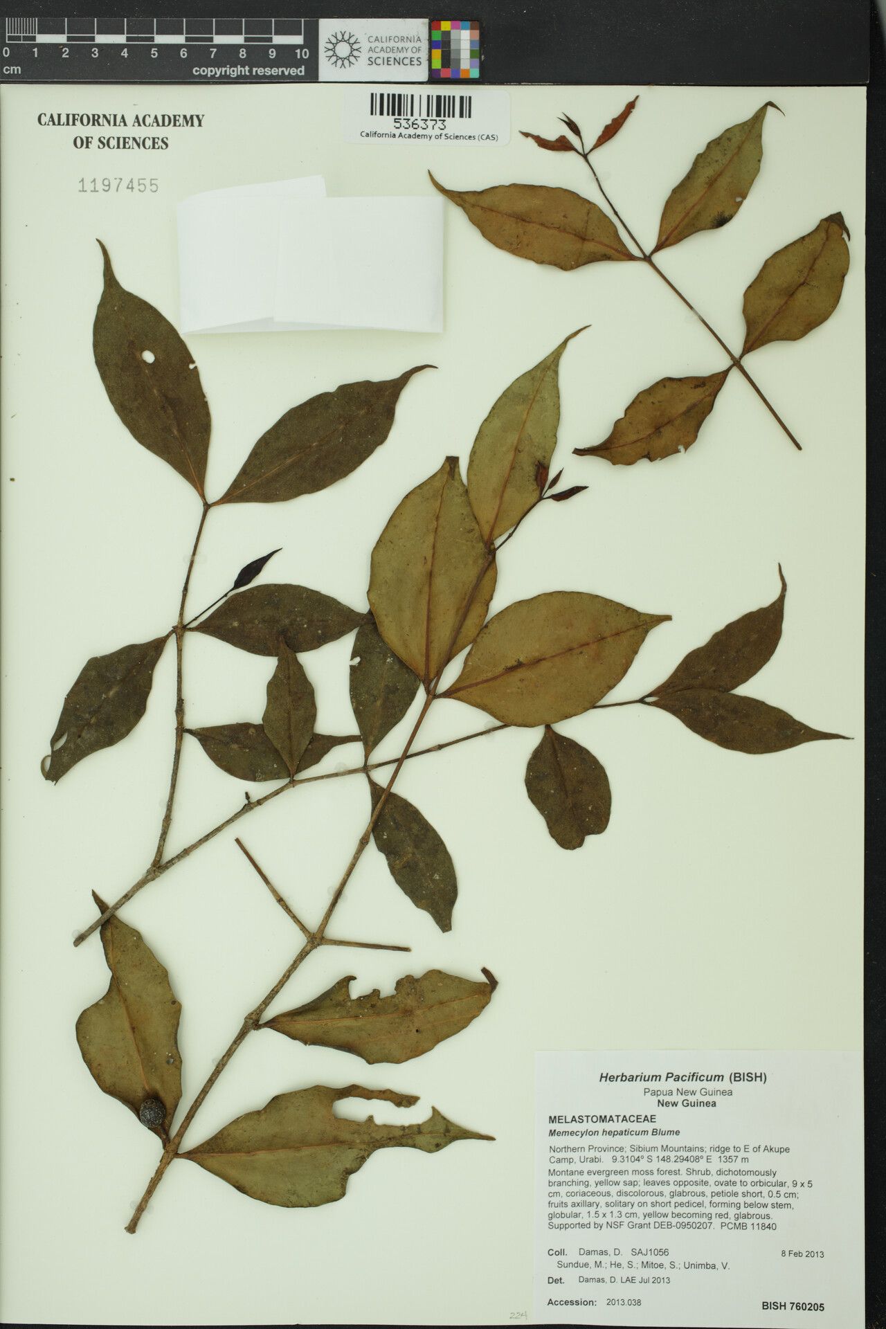 Memecylon lilacinum — search result for 'Memecylon'