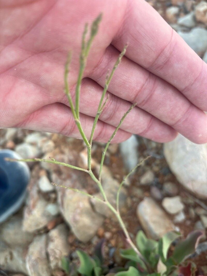 Limonium scopulorum flower