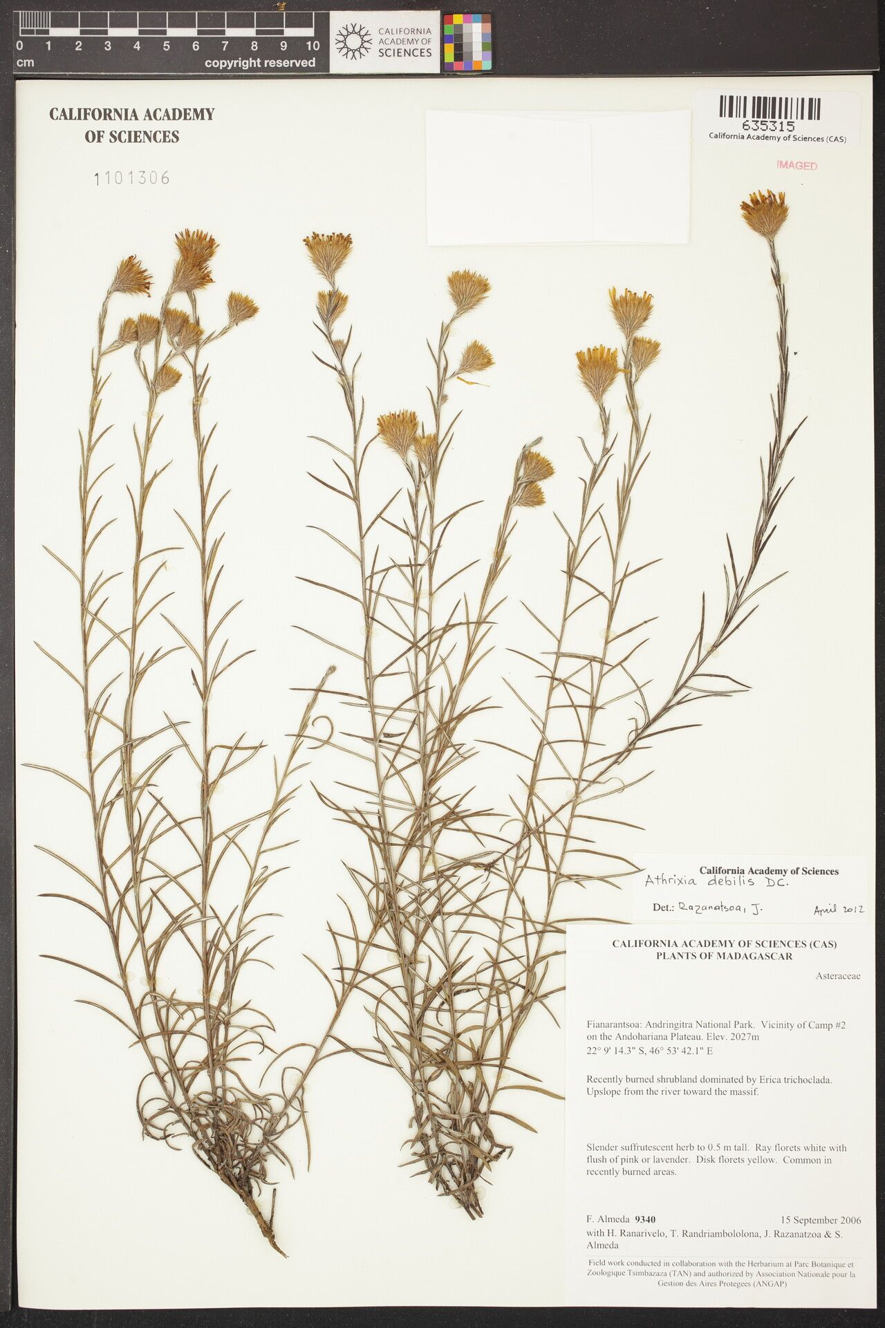 Athrixia debilis — related species from the same genus