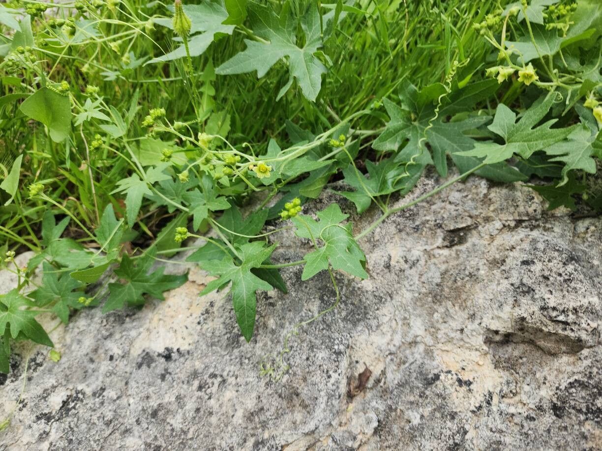 Bryonia monoica habit