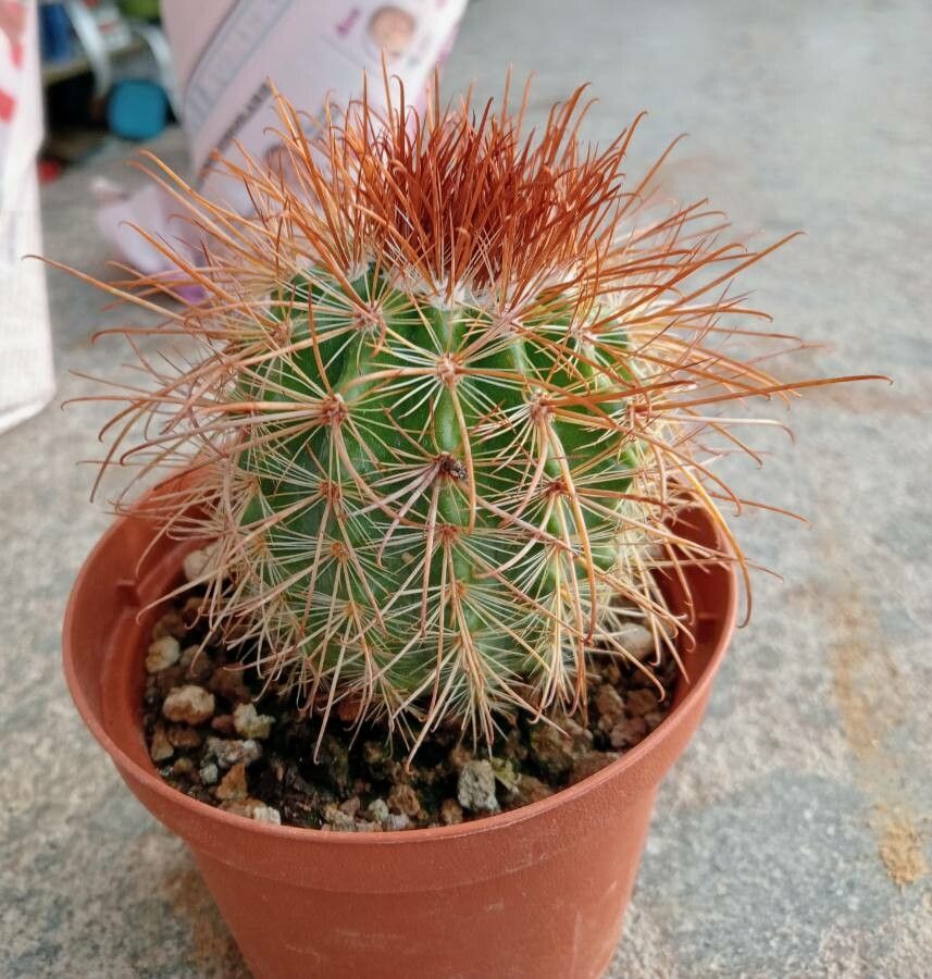 Parodia maasii — search result for 'Parodia'