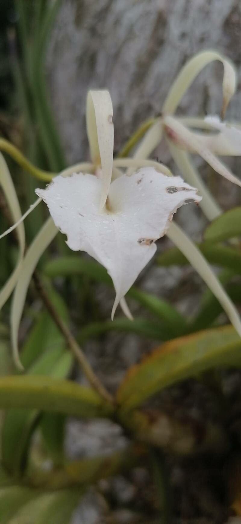 Brassavola nodosa flower