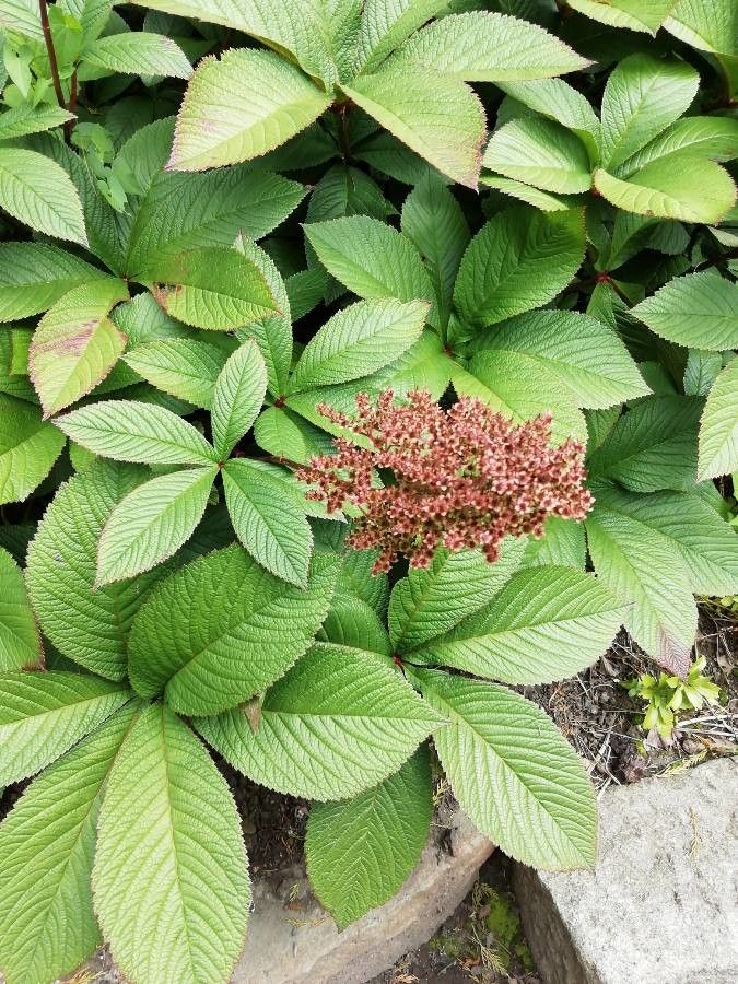 Rodgersia aesculifolia fruit