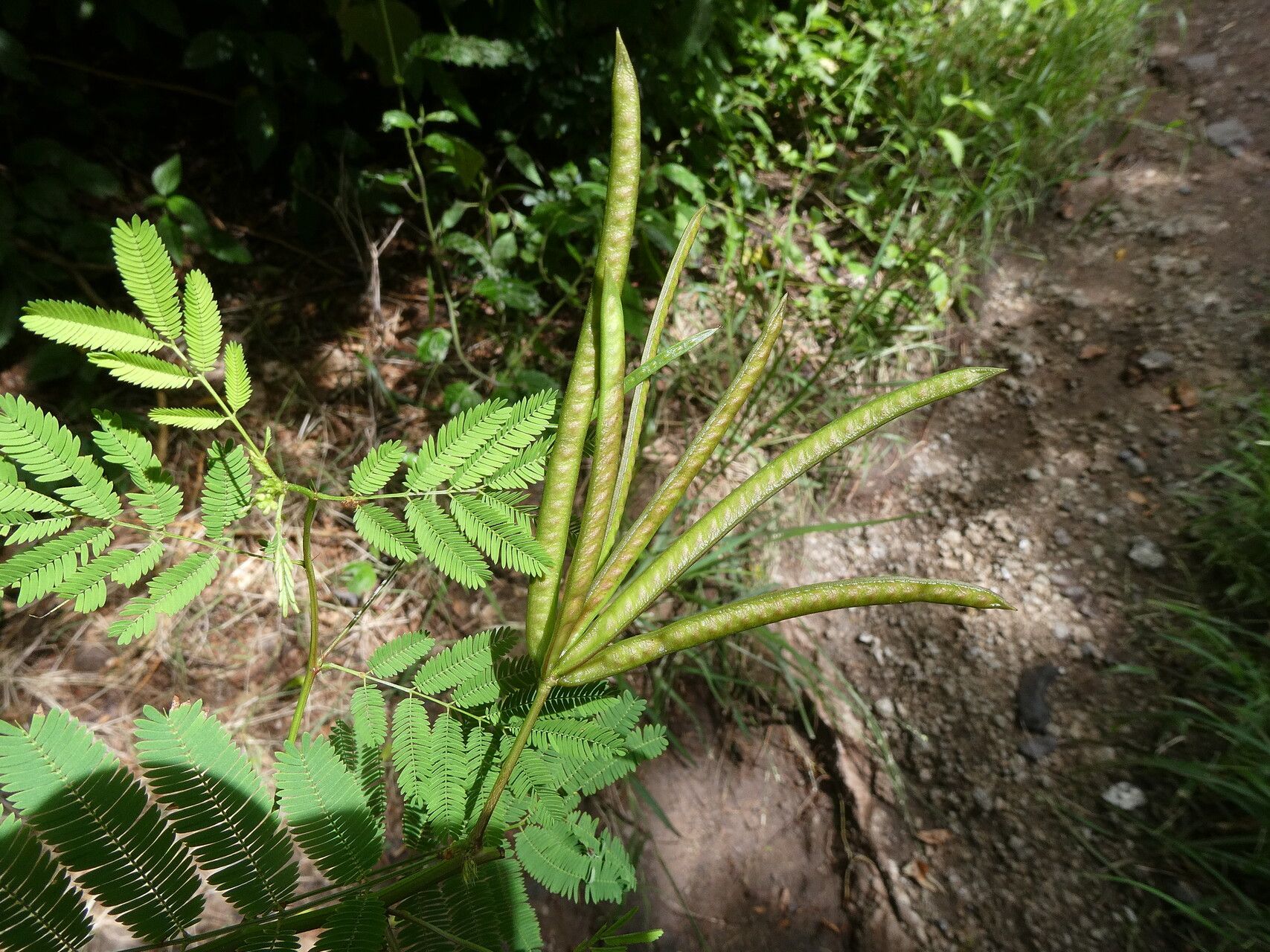 Desmanthus leptophyllus fruit