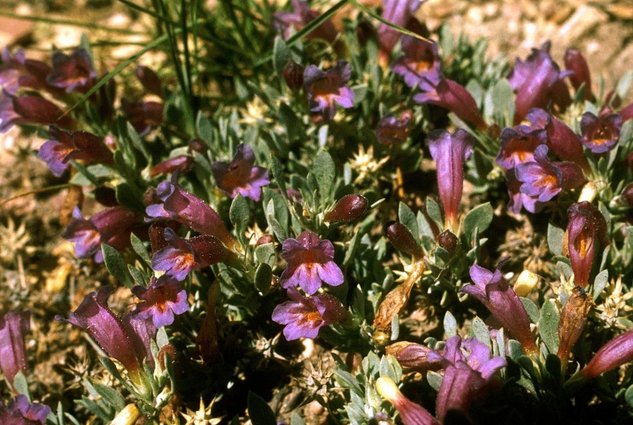 Penstemon montanus — search result for 'Penstemon'