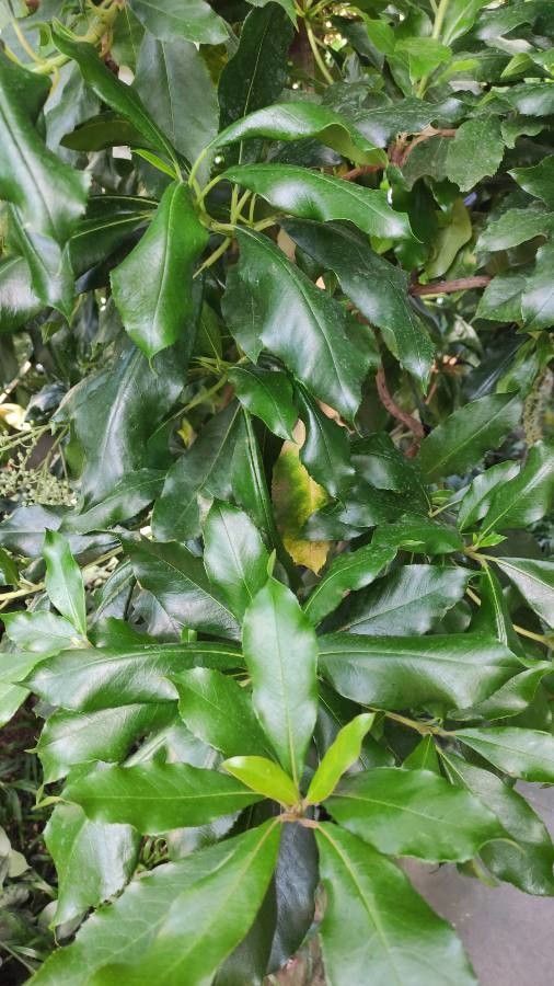 Clethra arborea leaf