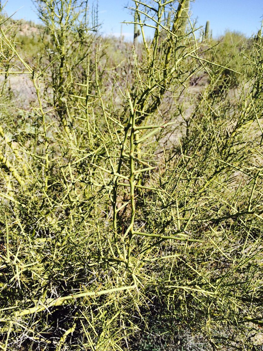Koeberlinia spinosa habit
