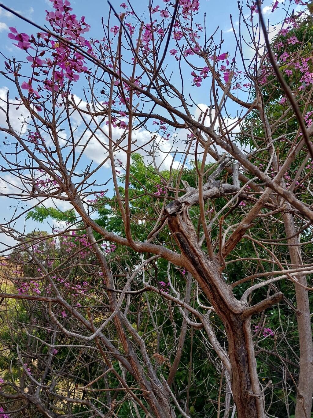Dichaetanthera trichopoda habit