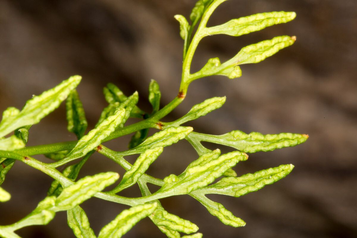 Cryptogramma crispa flower
