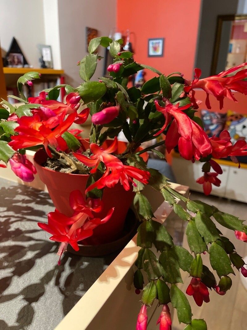 Schlumbergera russelianum — search result for 'Schlumbergera'