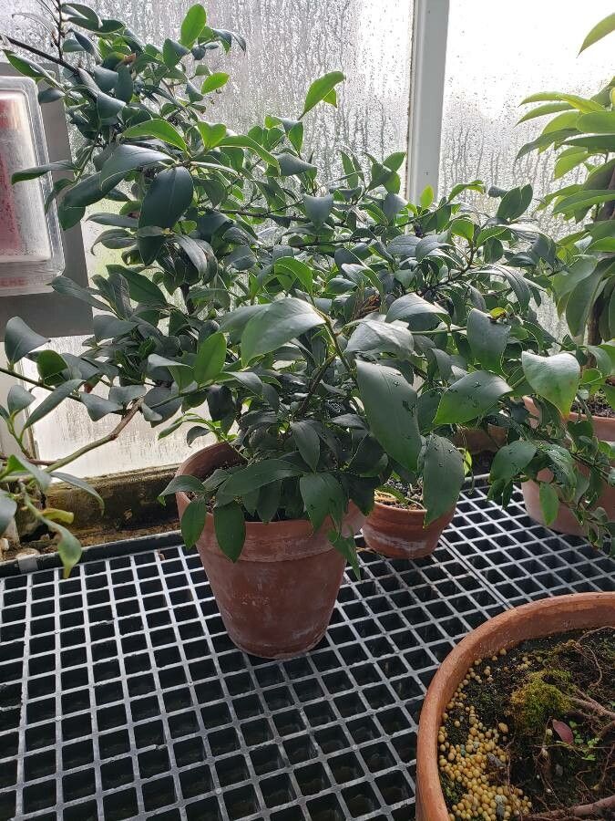 Cleyera japonica habit