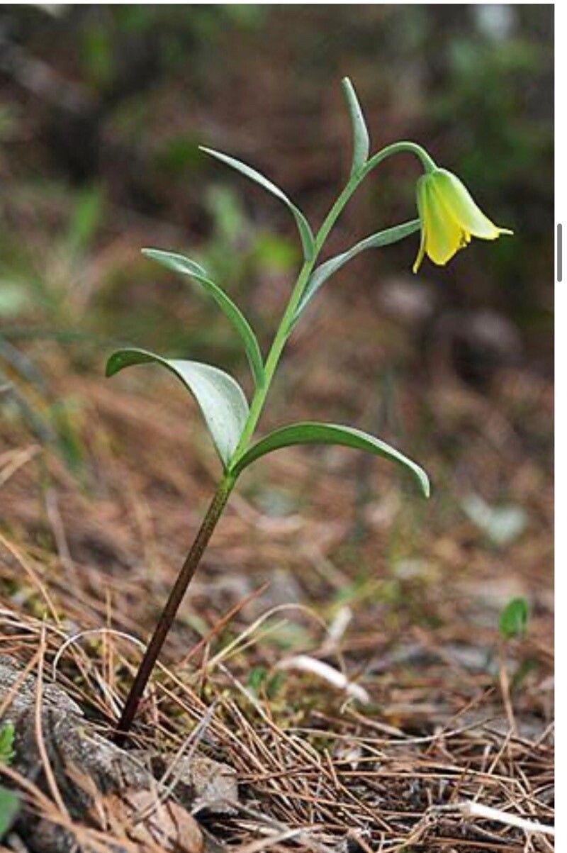 Fritillaria pelinaea — search result for 'Fritillaria'