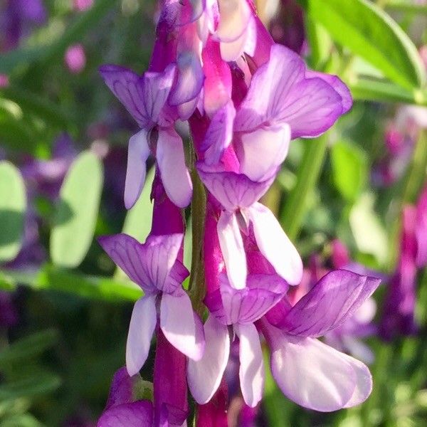 Vicia villosa flower