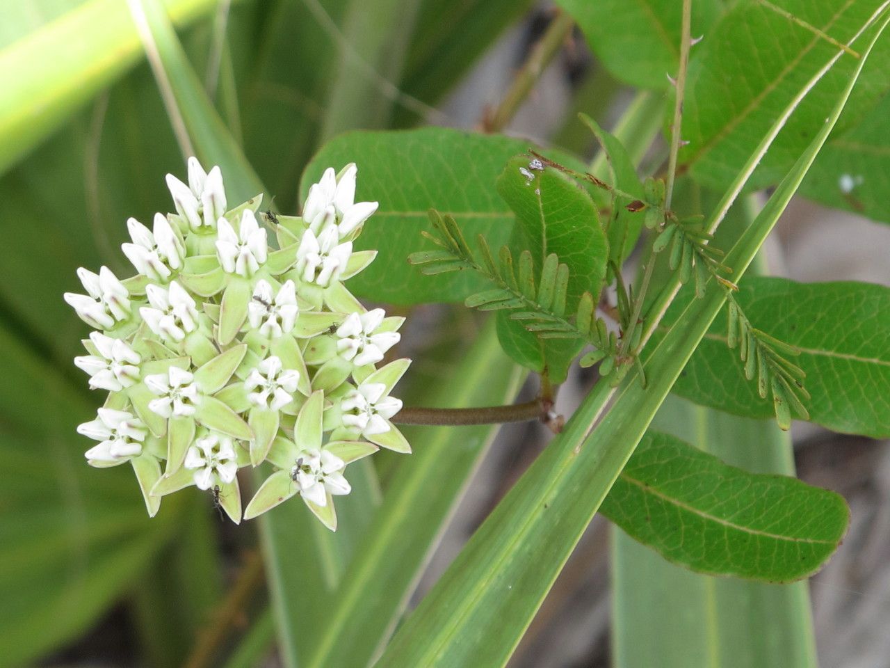 Asclepias curtissii — search result for 'Asclepias'