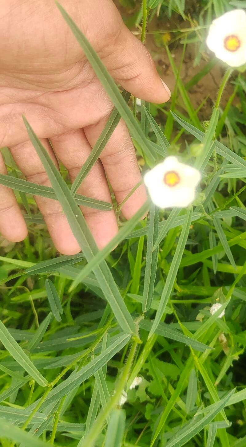 Sida linifolia — search result for 'Sida'