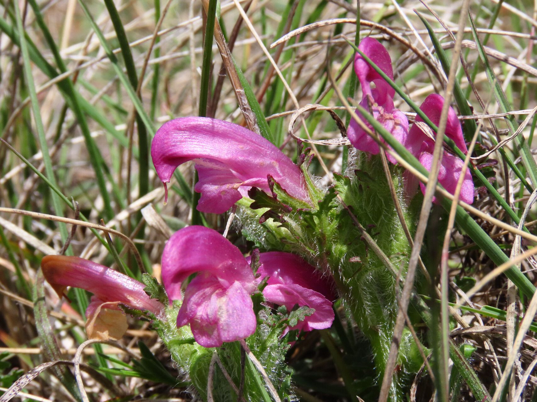 Pedicularis elegans flower