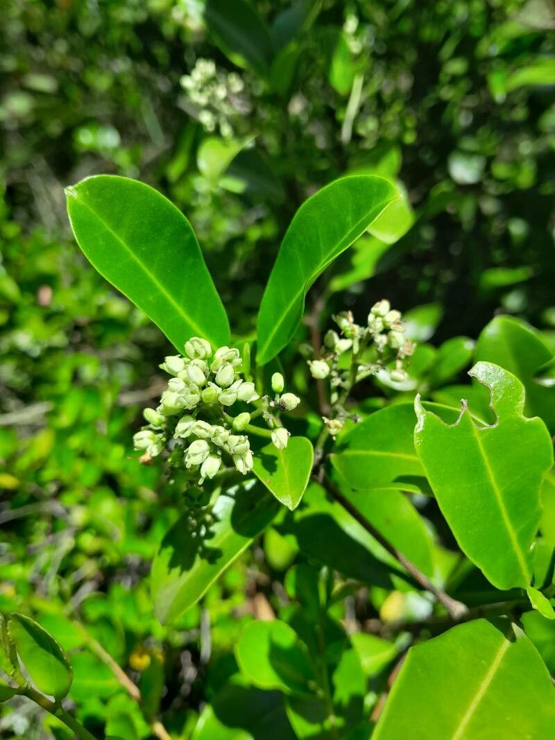 Melicope madagascariensis flower