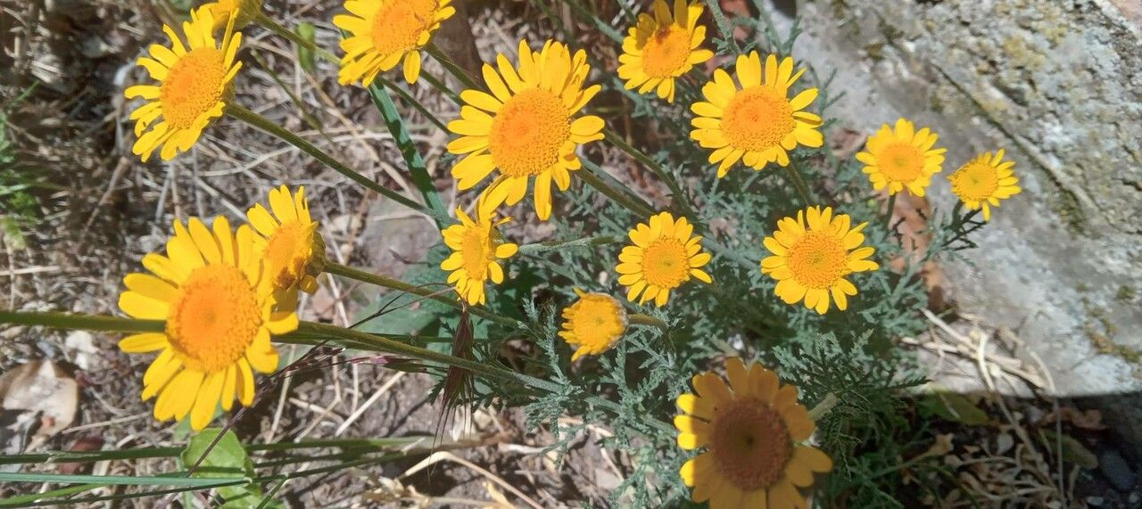 Cota tinctoria flower