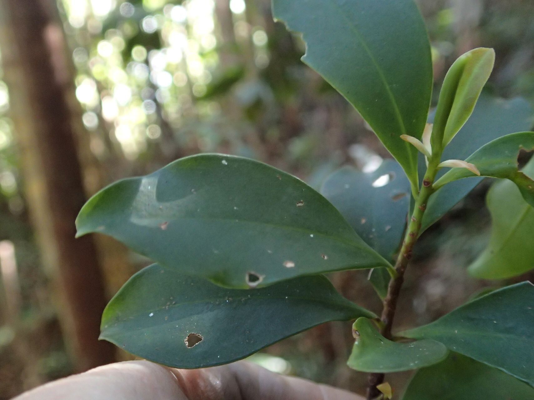 Myrsine arborea leaf