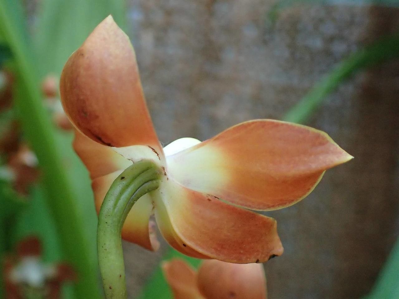 Neomoorea wallisii habit