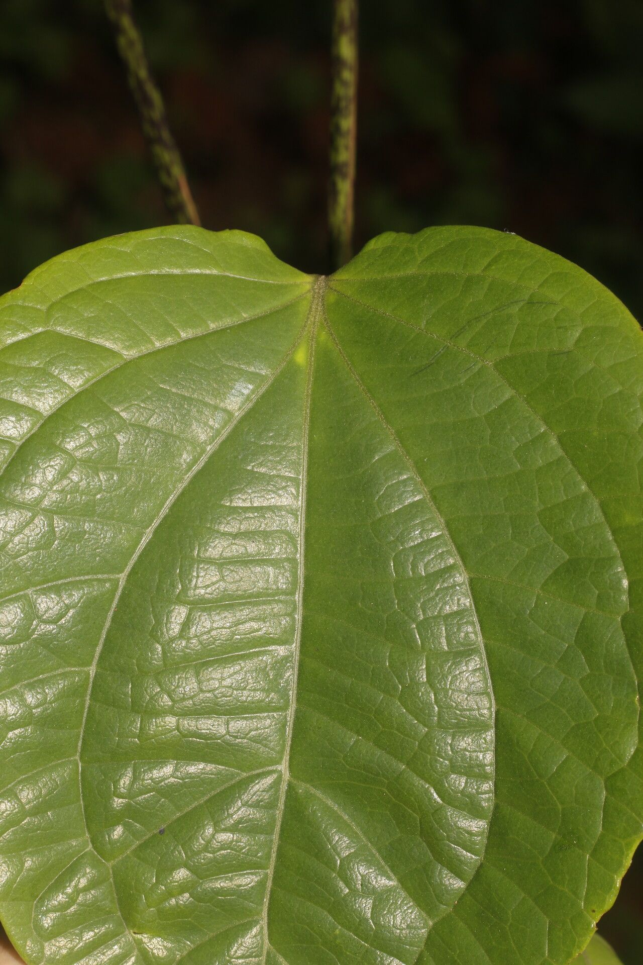 Mikania tonduzii leaf