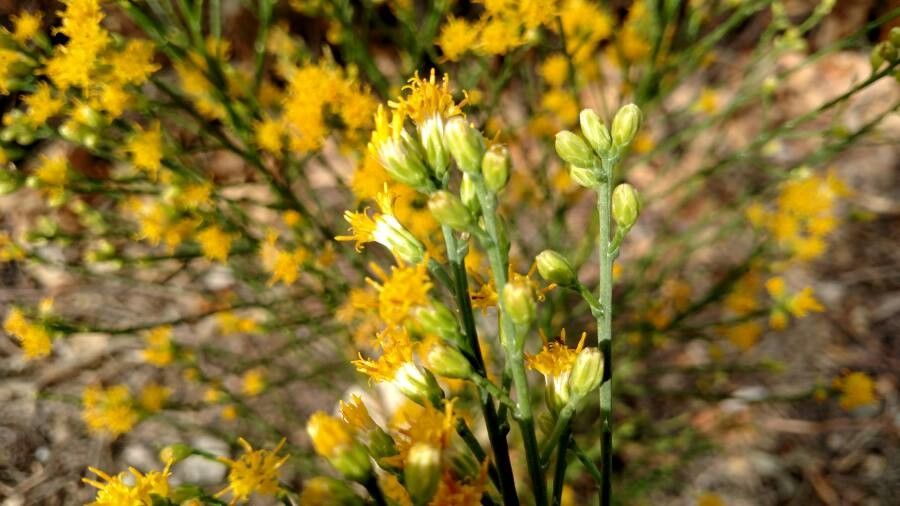 Euthamia occidentalis flower