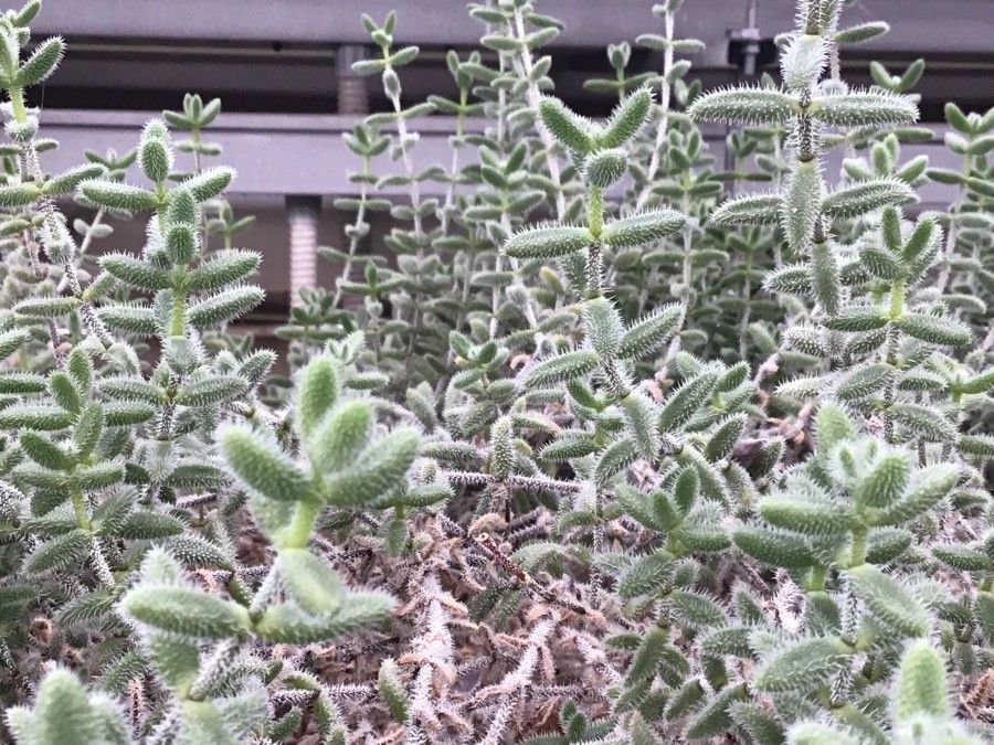 Delosperma echinatum habit