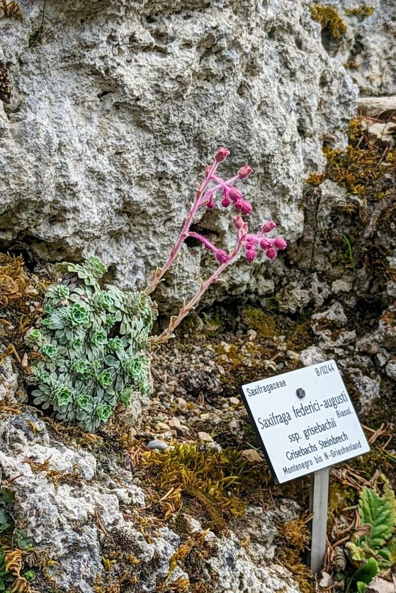 Saxifraga federici-augusti — houseplant care guide