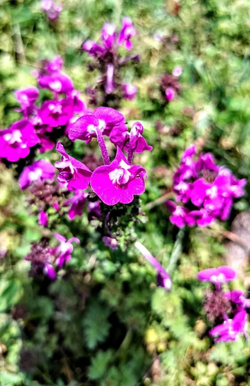 Pedicularis siphonantha — houseplant care guide