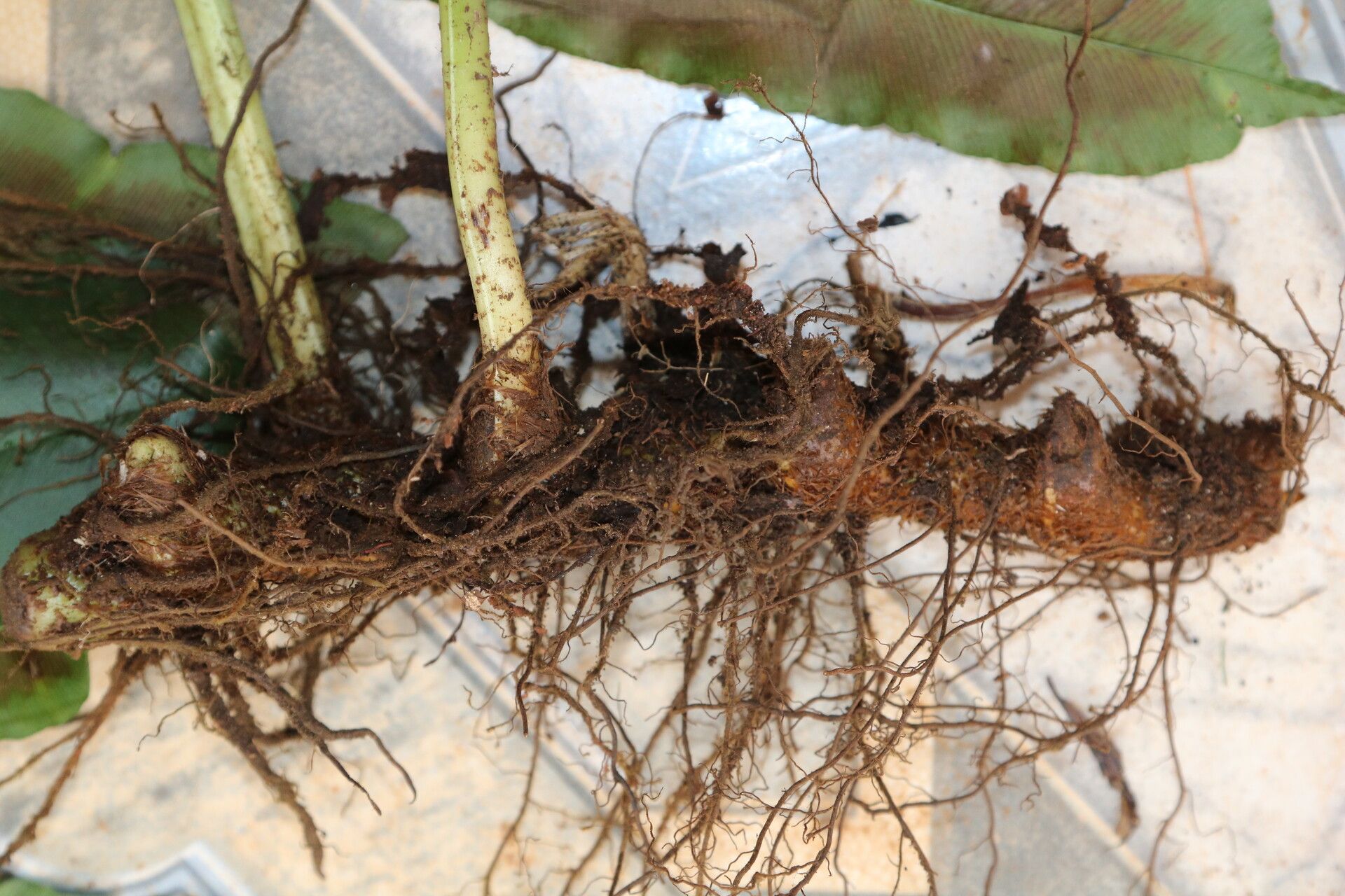 Coniogramme africana other