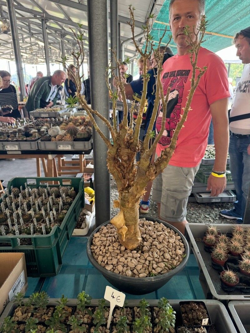 Sedum frutescens bark
