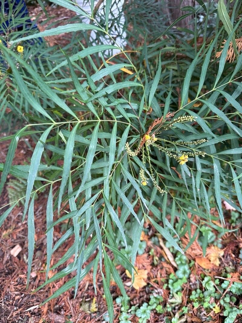 Berberis eurybracteata leaf