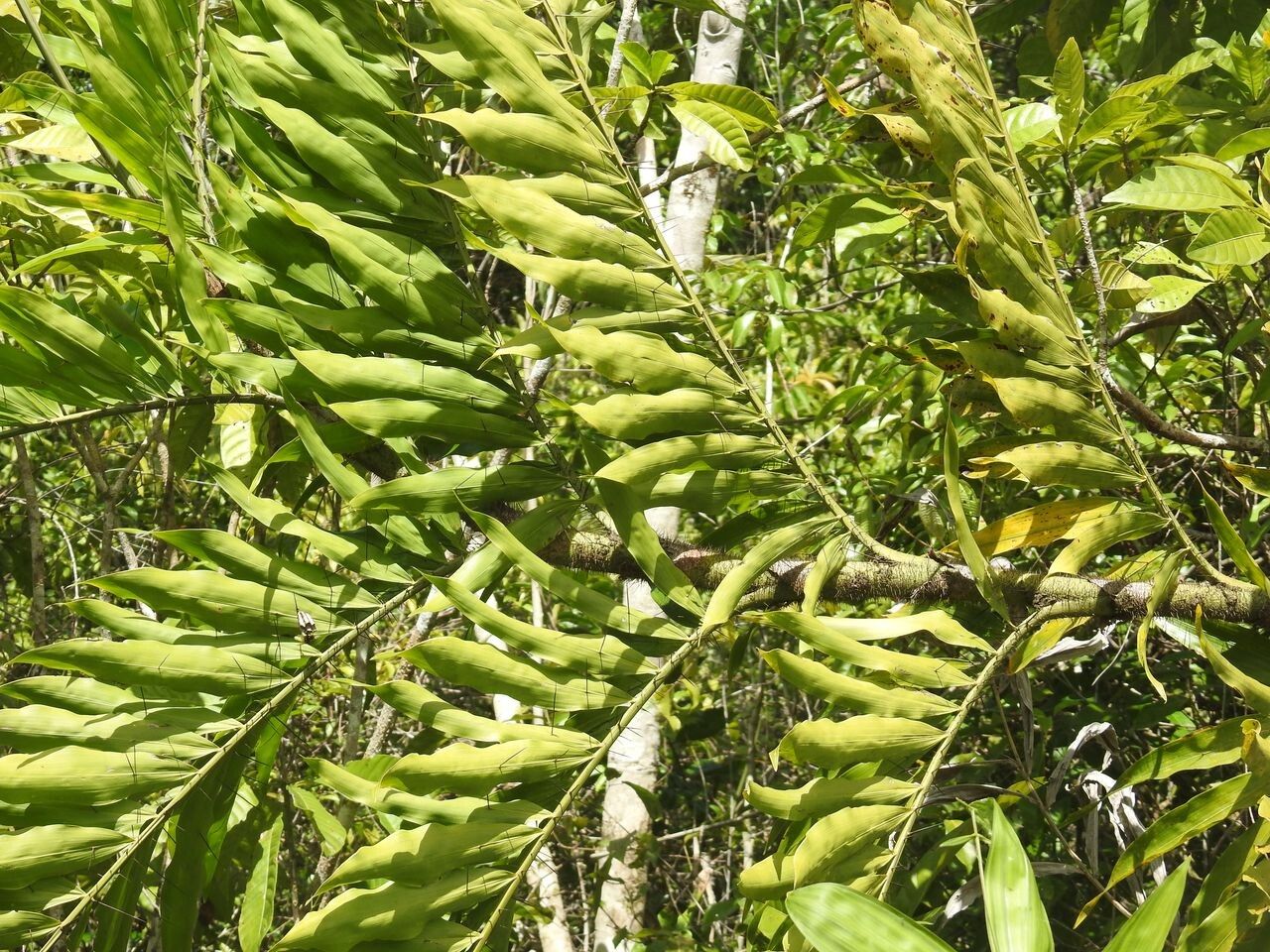 Desmoncus horridus leaf