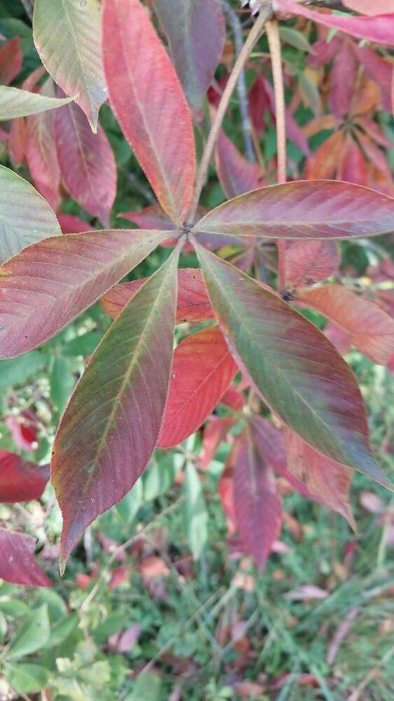 Aesculus × neglecta leaf