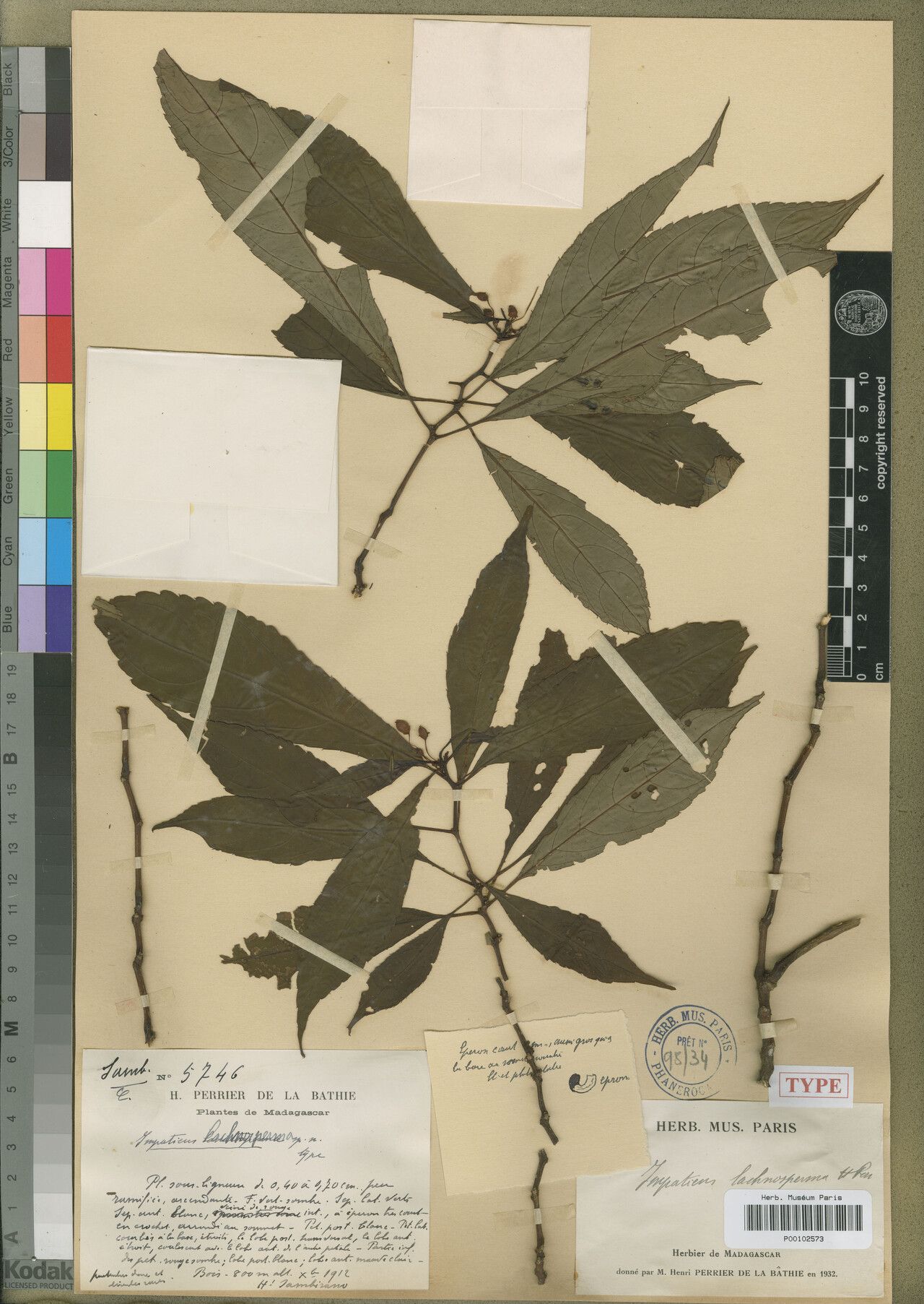 Impatiens lachnosperma — houseplant care guide